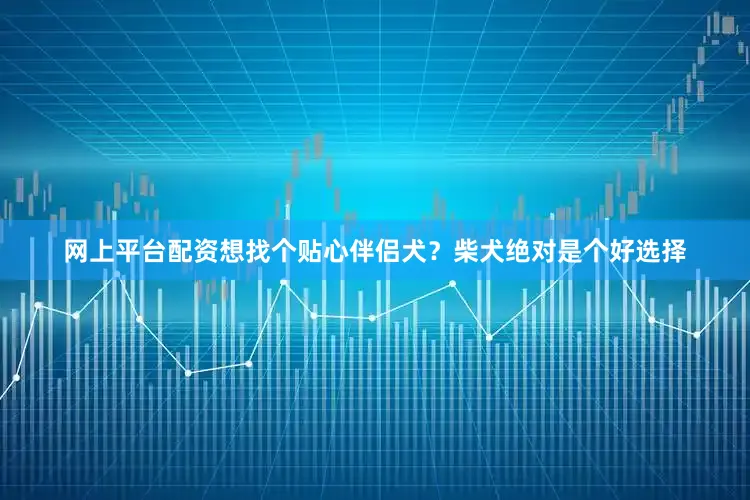 网上平台配资想找个贴心伴侣犬？柴犬绝对是个好选择